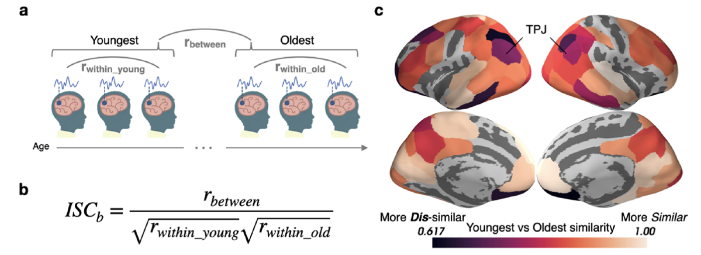 Research figure showing similarity maps between younger and older brains 